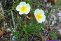 Helianthemum croceum